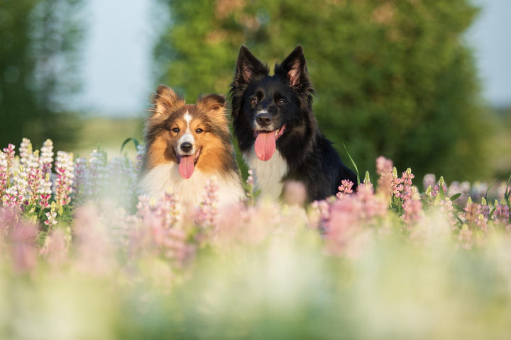 Nachhaltiges Hundezubehör: Worauf du beim Kauf achten solltest